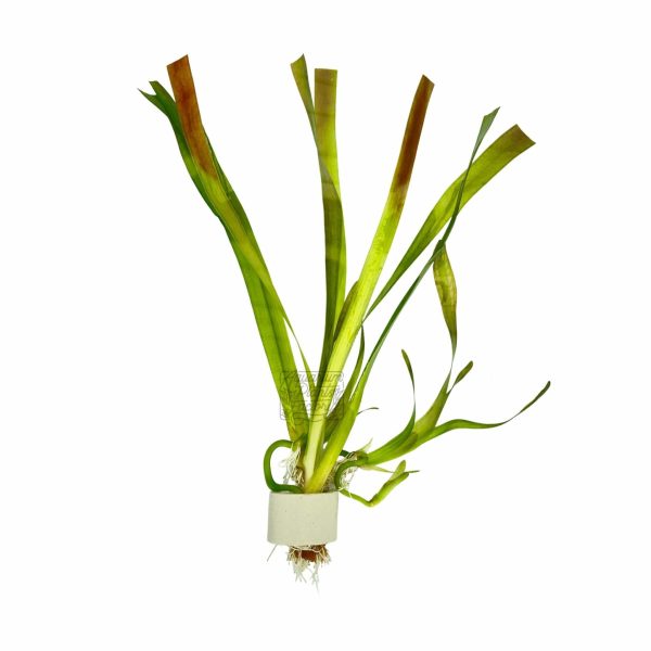 Vallisneria Gigantea Hot on Sale