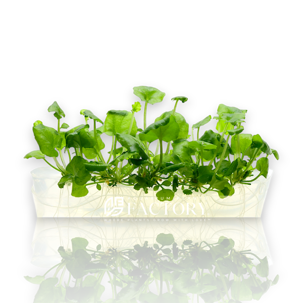 Cardamine Lyrata Vitro Culture Sale