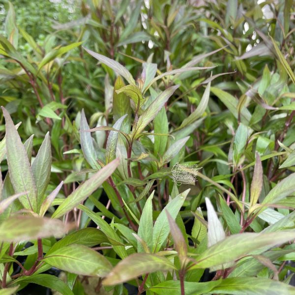 Hygrophila Siamensis For Discount
