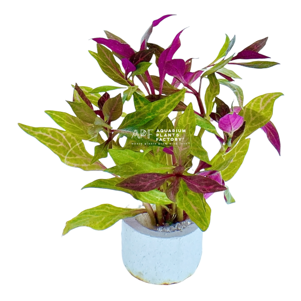 Alternanthera Rosanervig Online now - Image 4