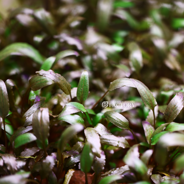Cryptocoryne Tropica Hot on Sale