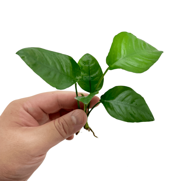 Anubias Barteri Striped For Discount - Image 2