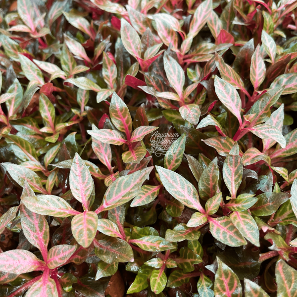 Alternanthera Rosanervig Mini Hot on Sale - Image 3