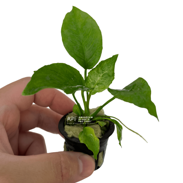 Anubias Barteri Striped For Discount - Image 3