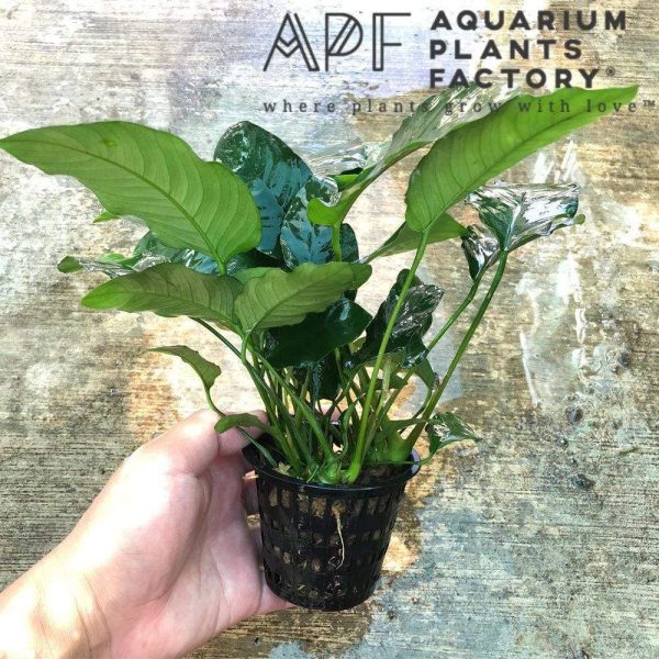Anubias Nana Mother XXL For Sale - Image 2