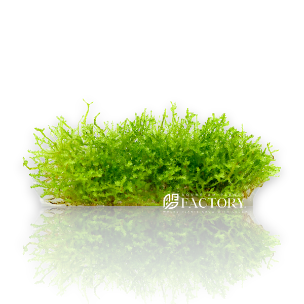 Mini Christmas Moss Vitro Culture Online now