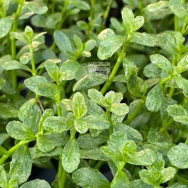 Bacopa sp. Marble For Cheap