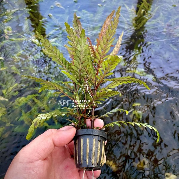 Hygrophila Pinnatifida Cheap - Image 4