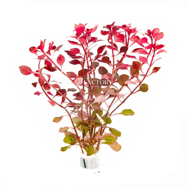 Ludwigia Super Red Mini For Sale - Image 2