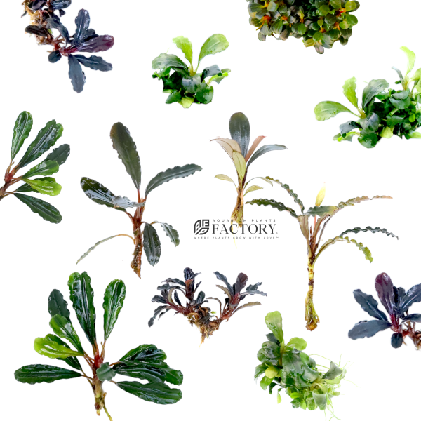 Bucephalandra Plants Packages [Grower s Choice] For Sale