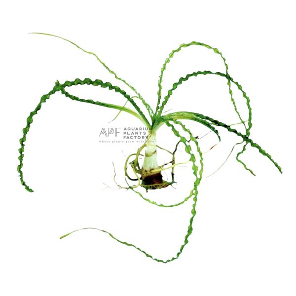 Crinum Calamistratum Online