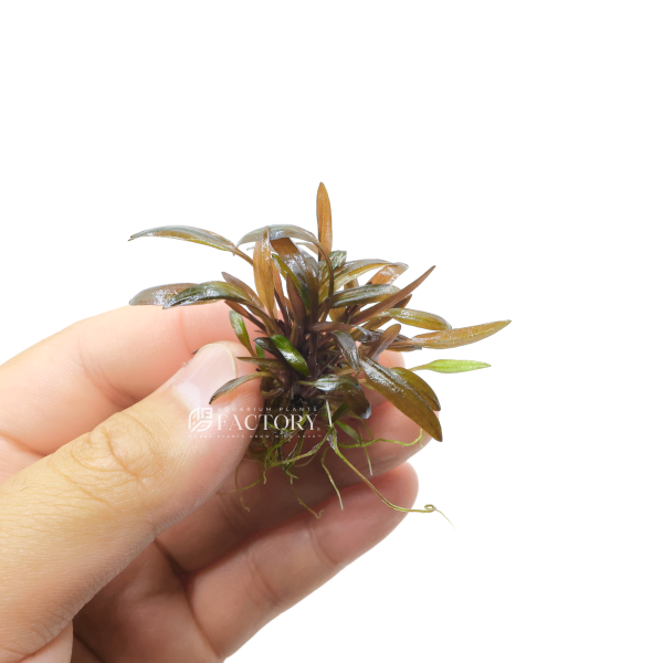 Cryptocoryne Undulatus  Red  Online Sale - Image 2