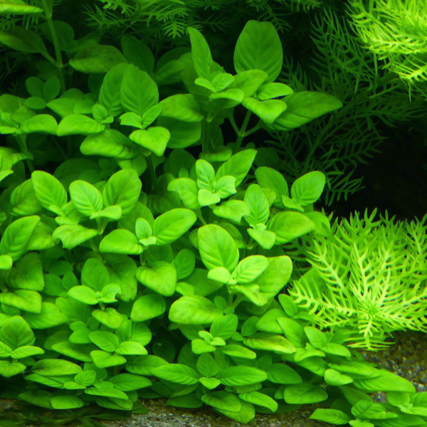 Limnophila Rugosa Supply