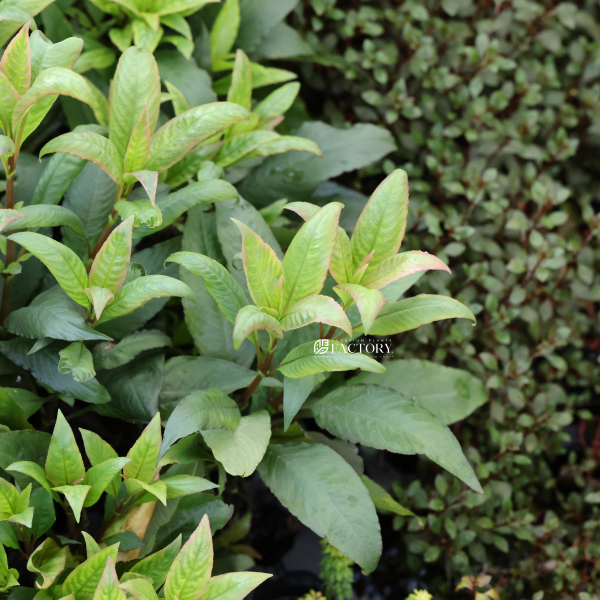 Hygrophila corymbosa  Cherry Leaf  Online now
