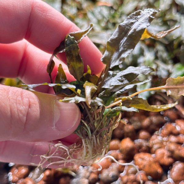 Cryptocoryne Tropica Hot on Sale - Image 2