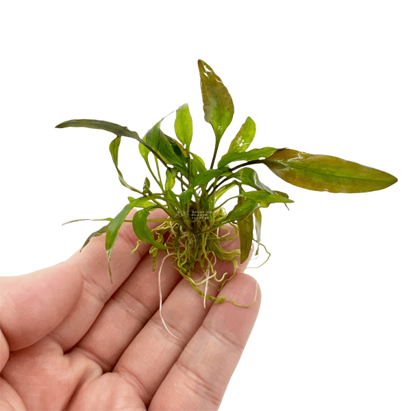 Cryptocoryne Willisii Online - Image 2