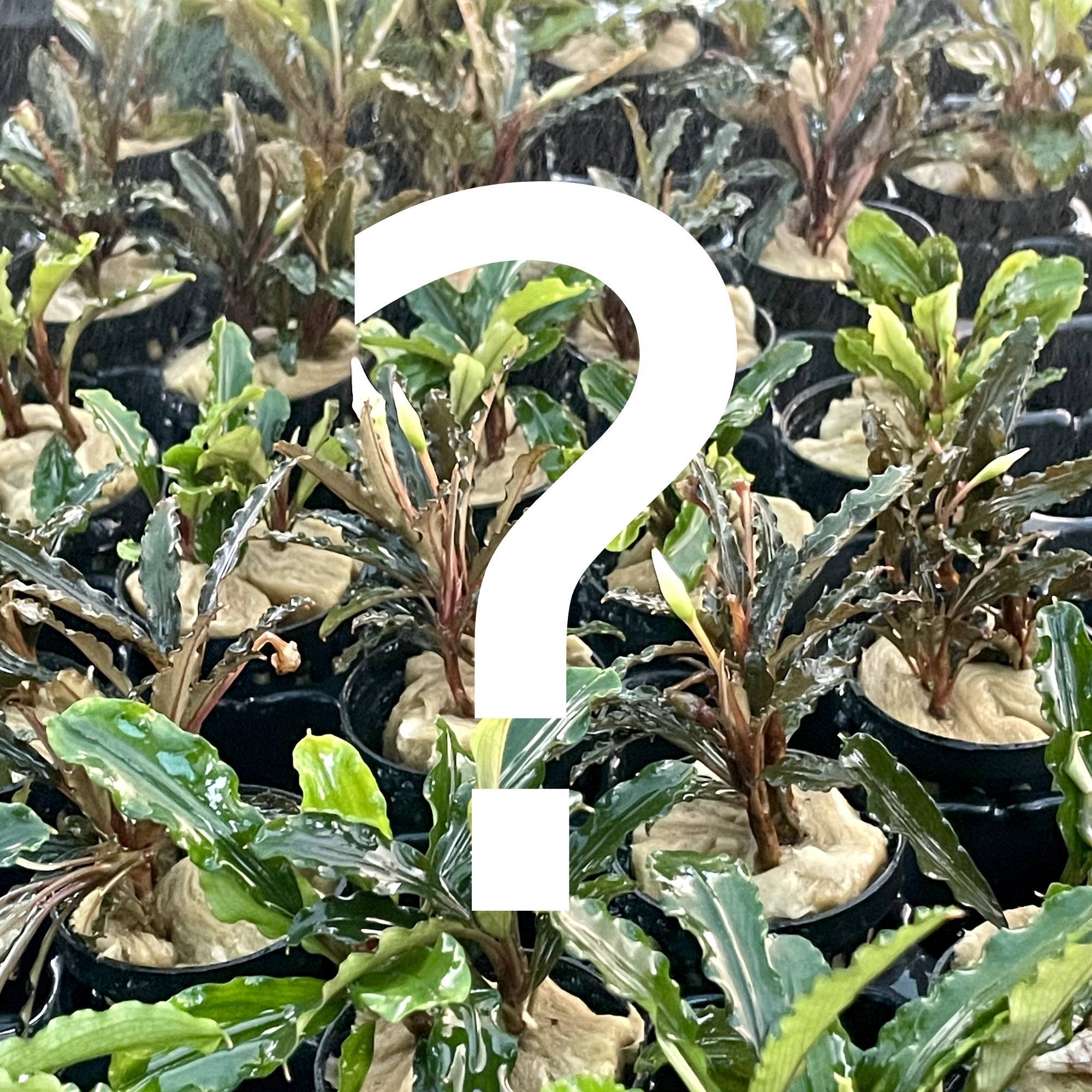 A Bucephalandra Species [Grower s Choice] Cheap