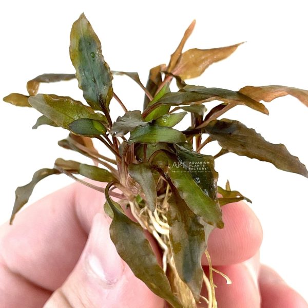 Cryptocoryne Undulatus  Red  Online Sale - Image 3