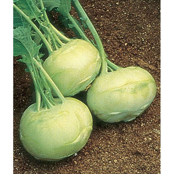Early White Vienna Kohlrabi Seed Pack 60328 on Sale - Image 2