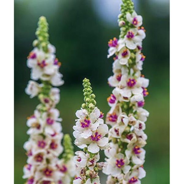 Snowy Spires Verbascum Flower Seed Pack 32992 Online Hot Sale - Image 3