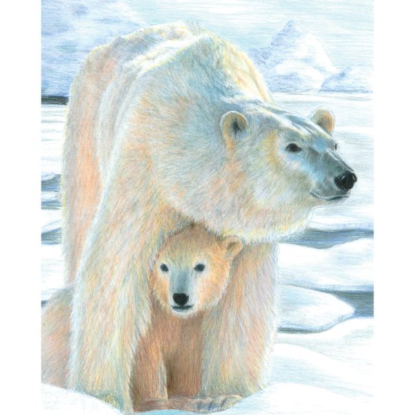 Color Pencil by Numbers Polar Love CPN22 For Sale