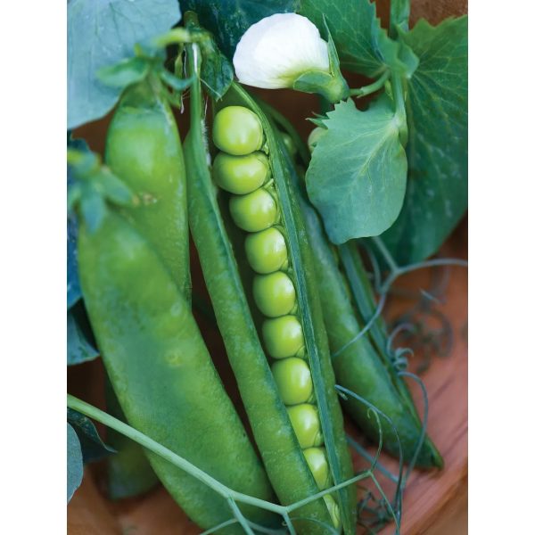 Pea, Easy Peasy Seed Pack 62407 Online now