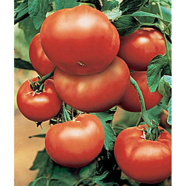 BushSteak Hybrid Tomato Seed Pack 65541 Cheap - Image 2