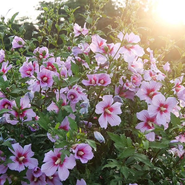 Orchid Satin® Rose of Sharon - Hibiscus syriacus (discontinued) Online Hot Sale
