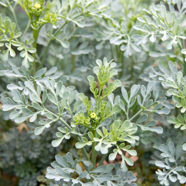 Rue - Ruta graveolens (discontinued) Discount